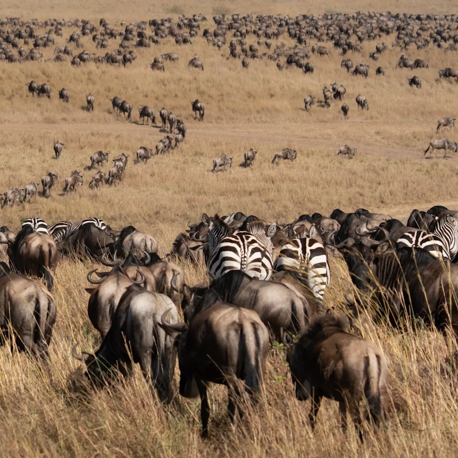 Safari in Masai Mara