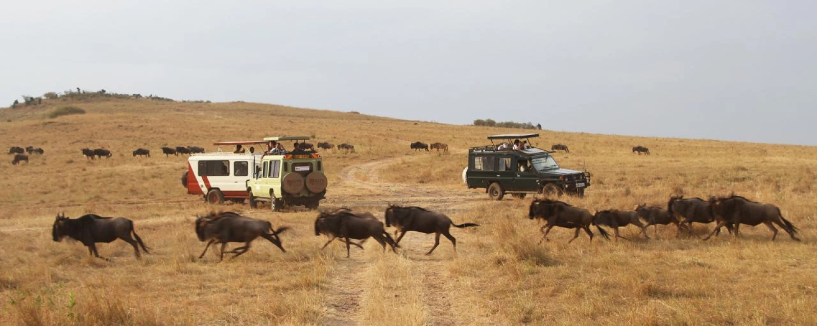 Safari in Masai Mara