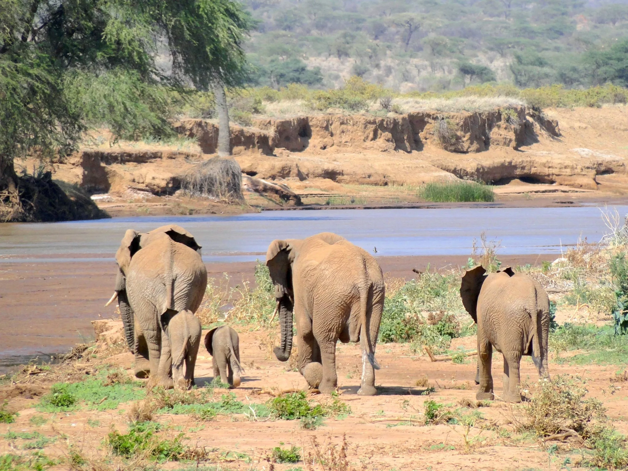 Safari in Masai Mara