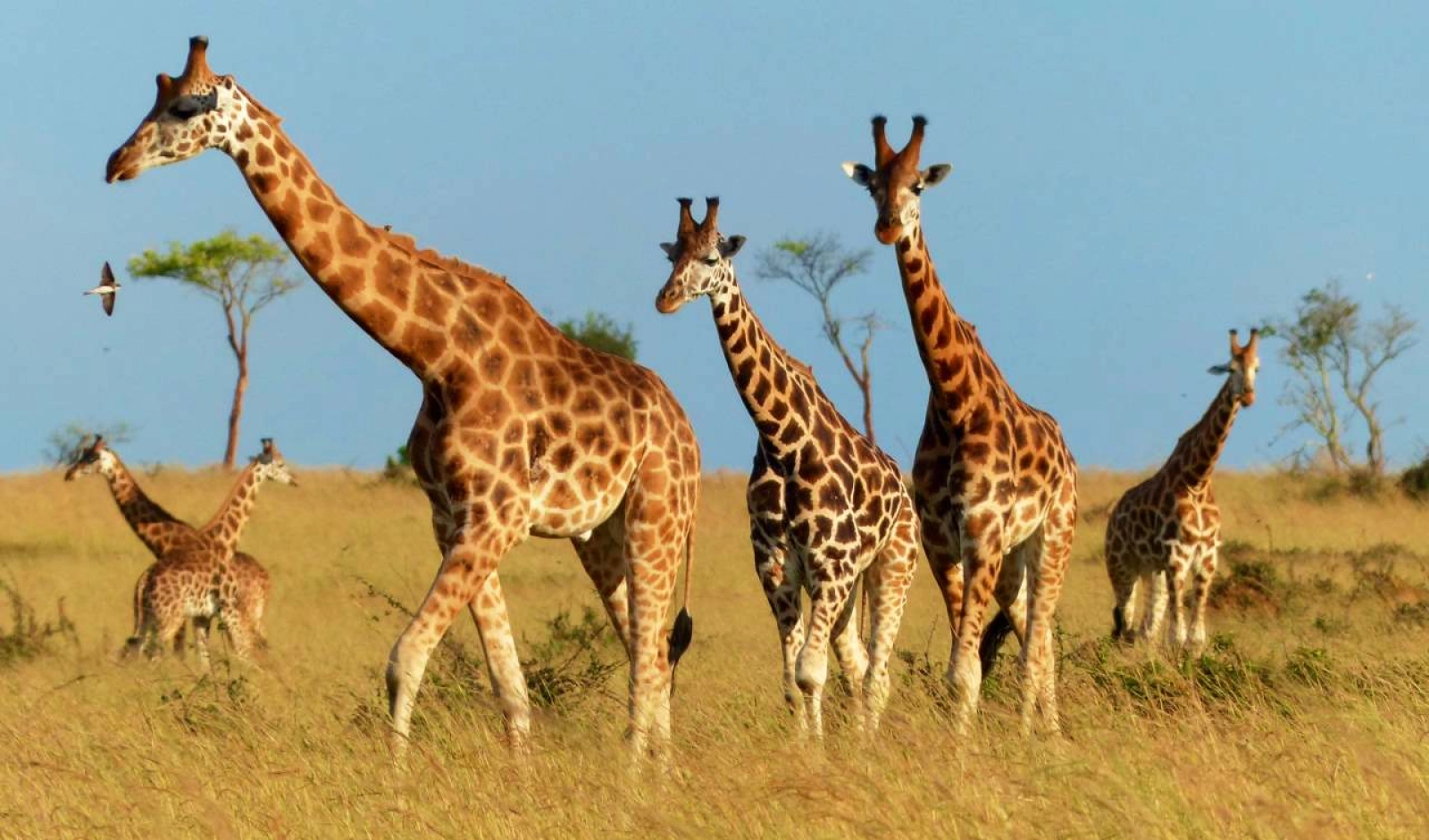 Safari in Murchison Falls