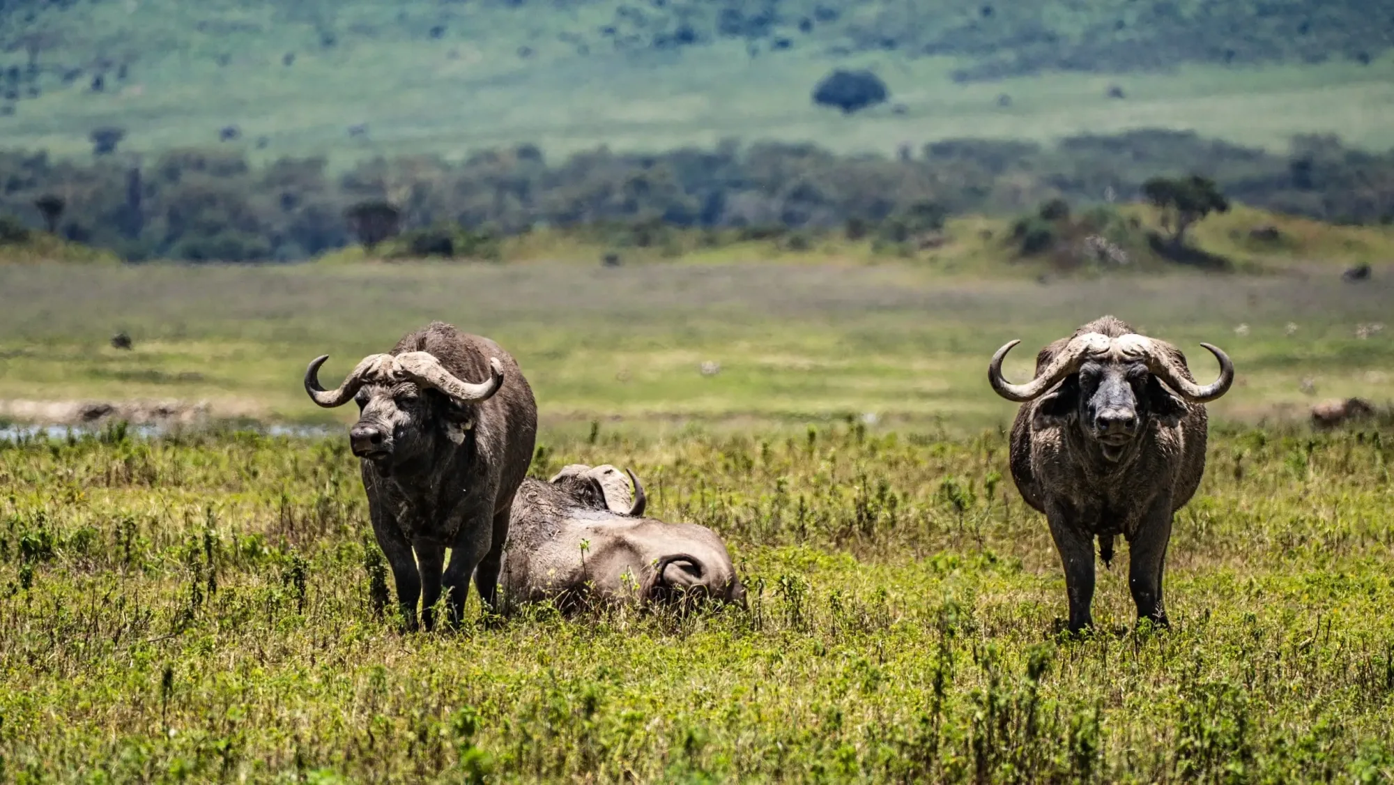 Safari in Ngorongoro