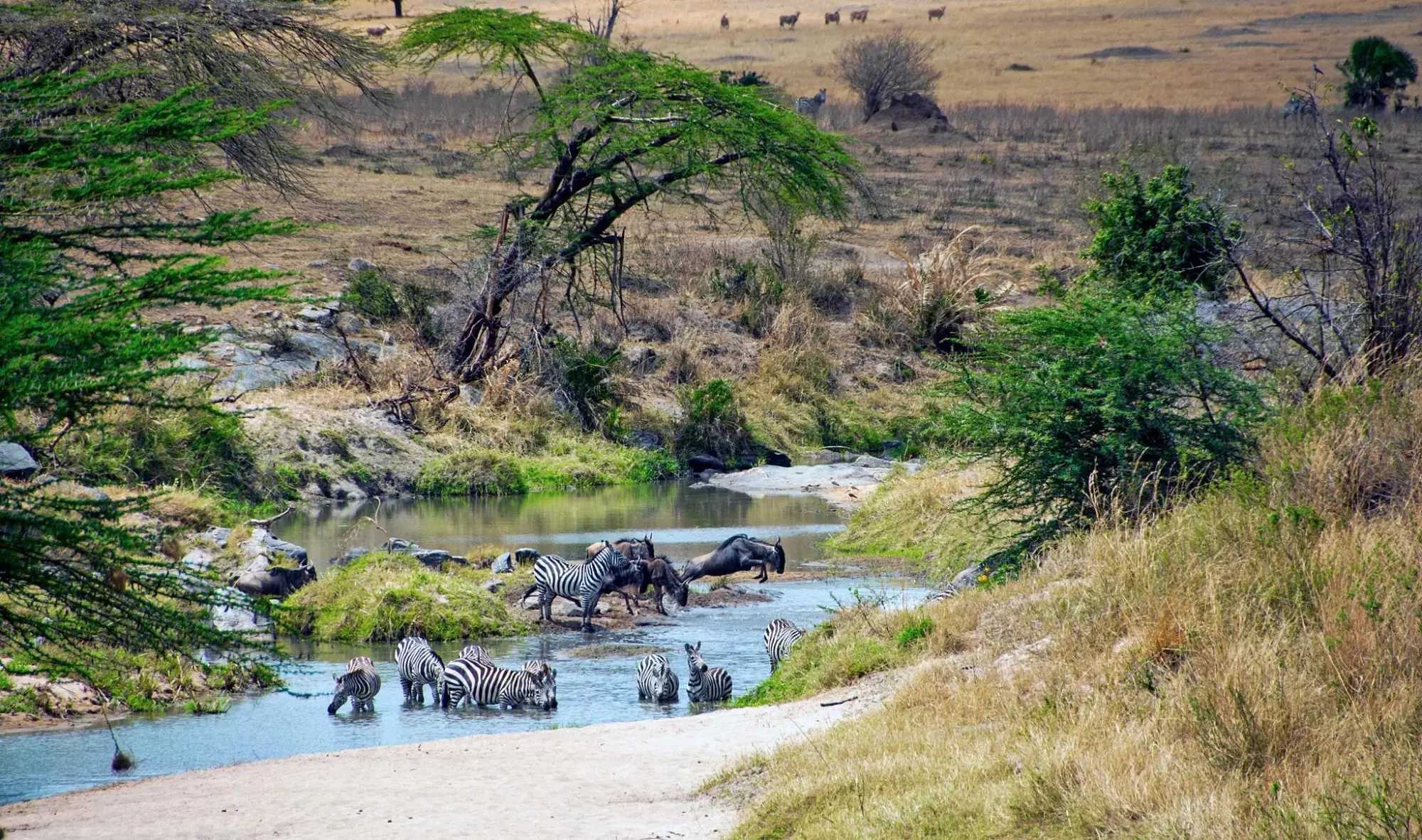 Safari in Ngorongoro