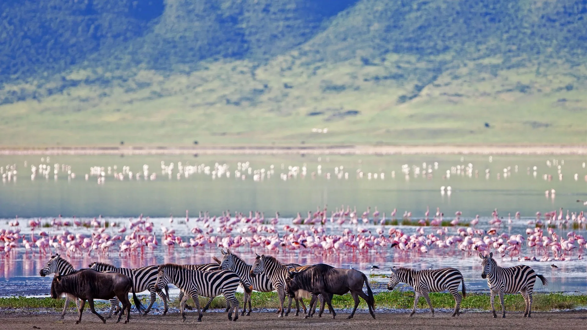 Safari in Ngorongoro