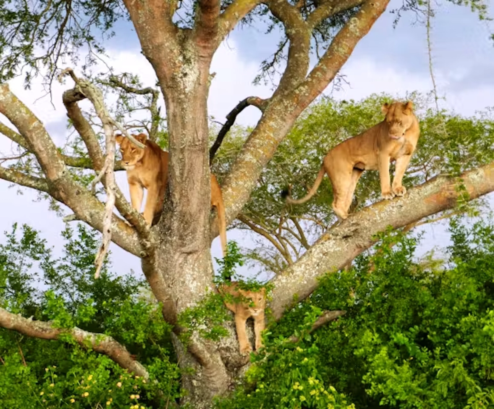 Safari in Queen Elizabeth