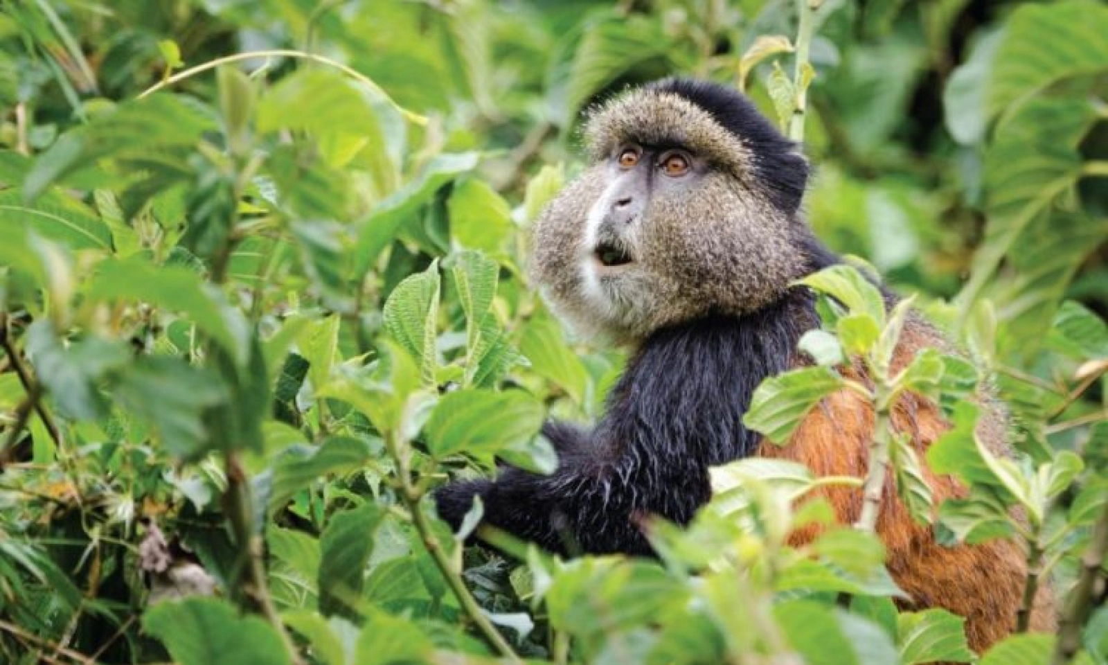 Safari in Rwanda