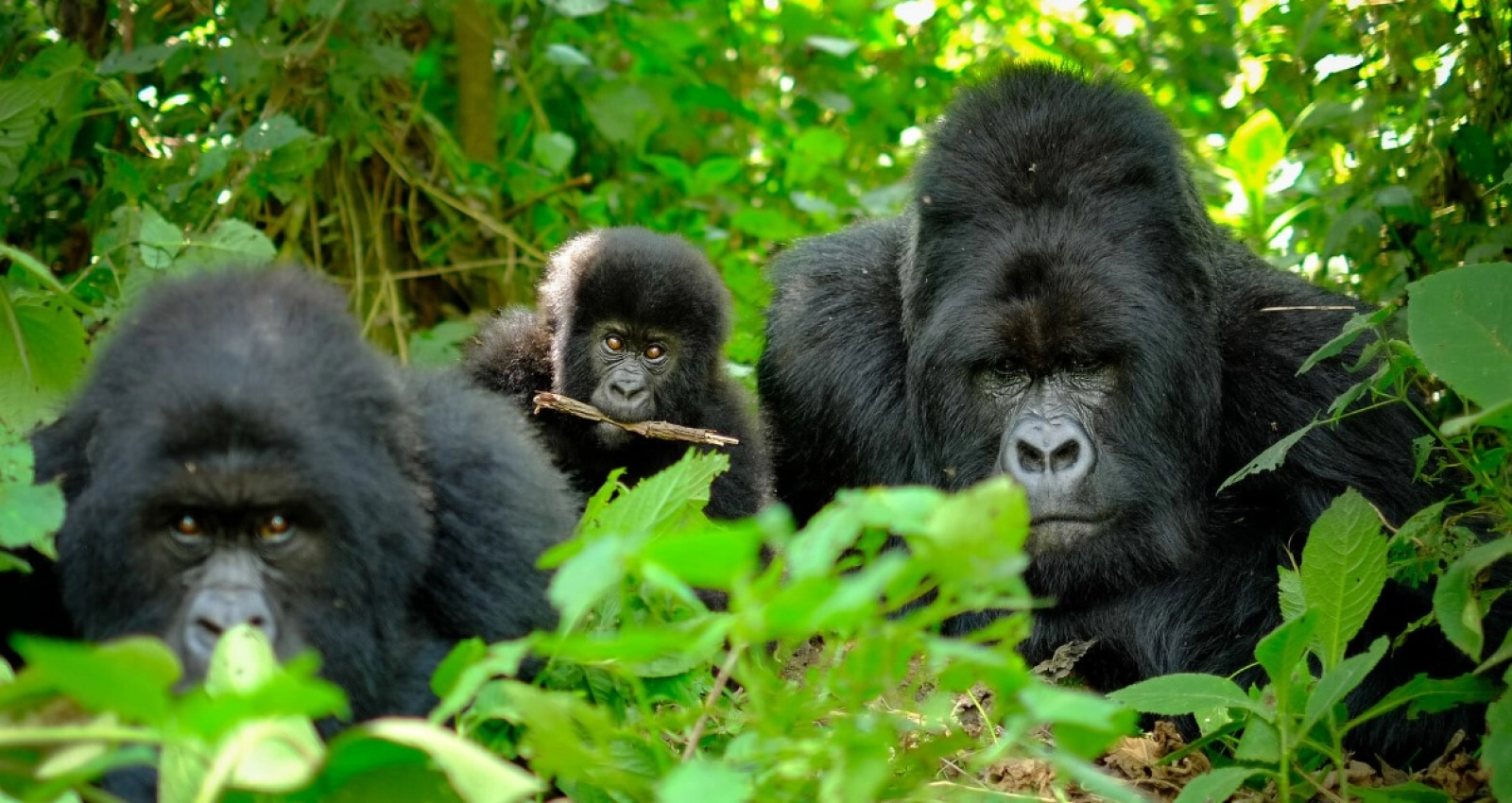 Safari in Rwanda