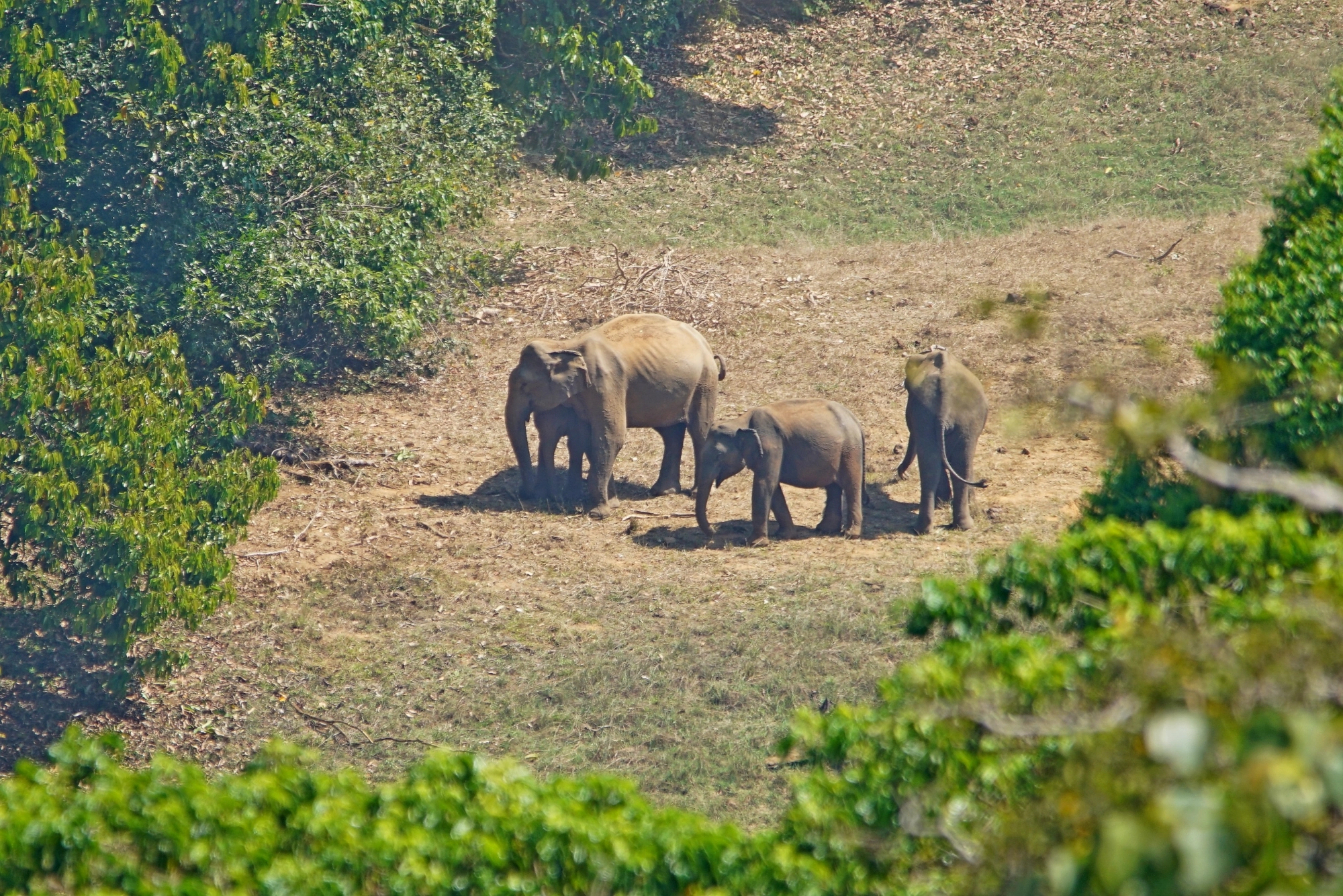 Safari in Serengeti