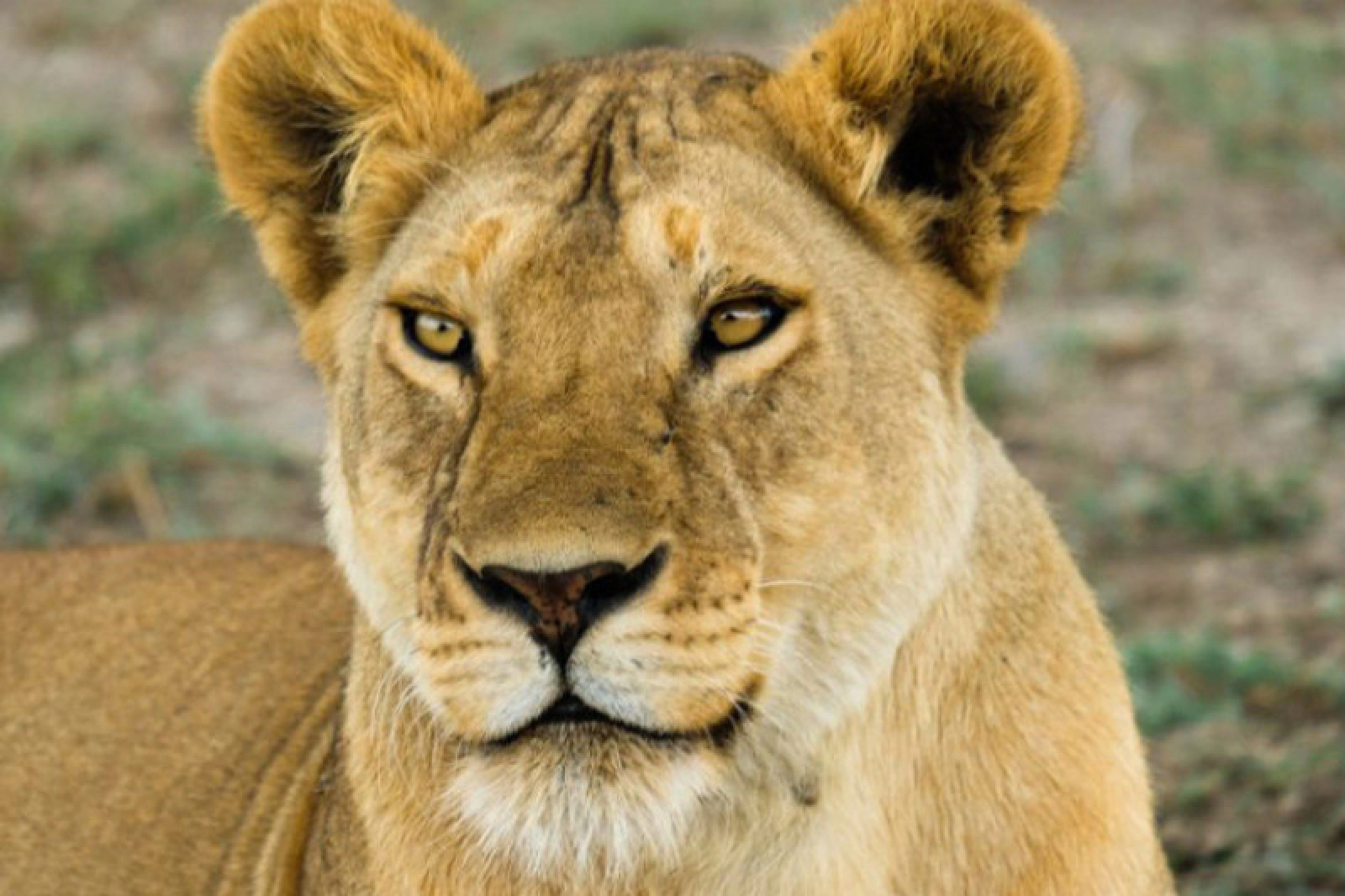 Safari in Serengeti