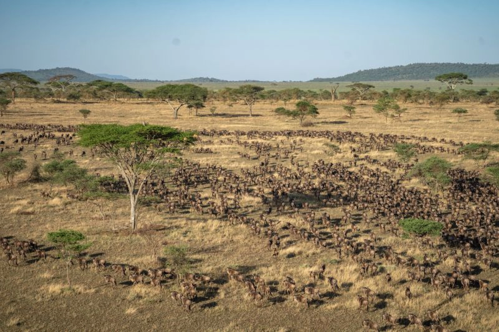 Safari in Serengeti
