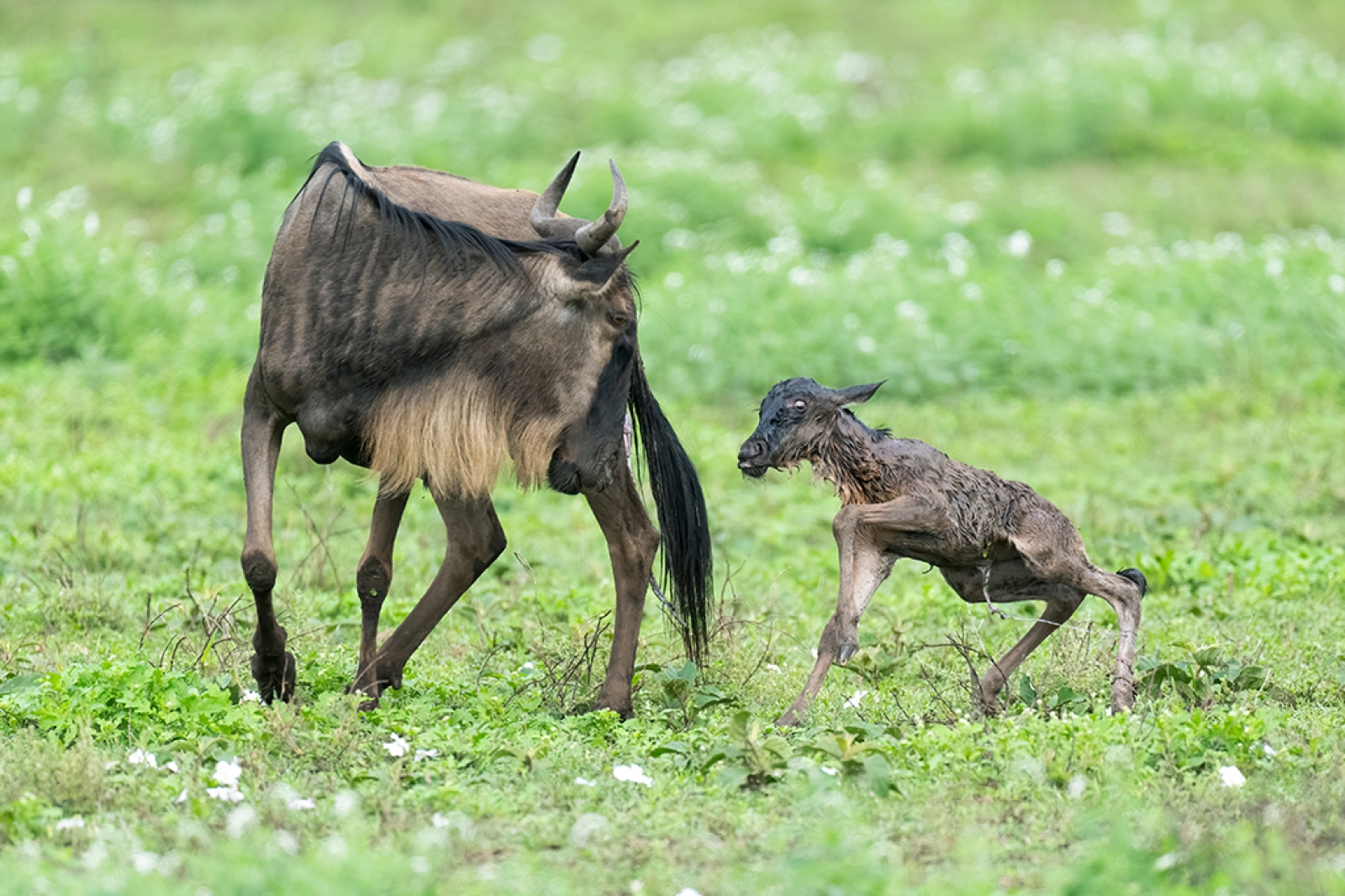 Safari in Serengeti