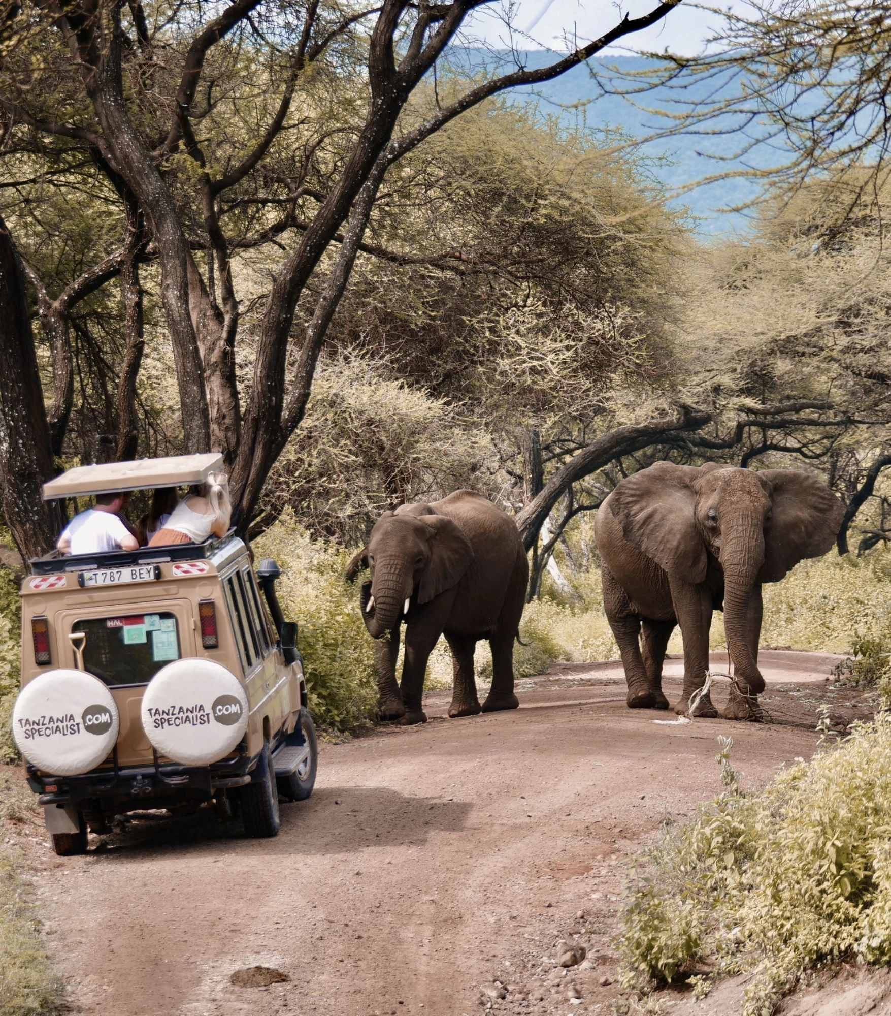 Safari in Serengeti