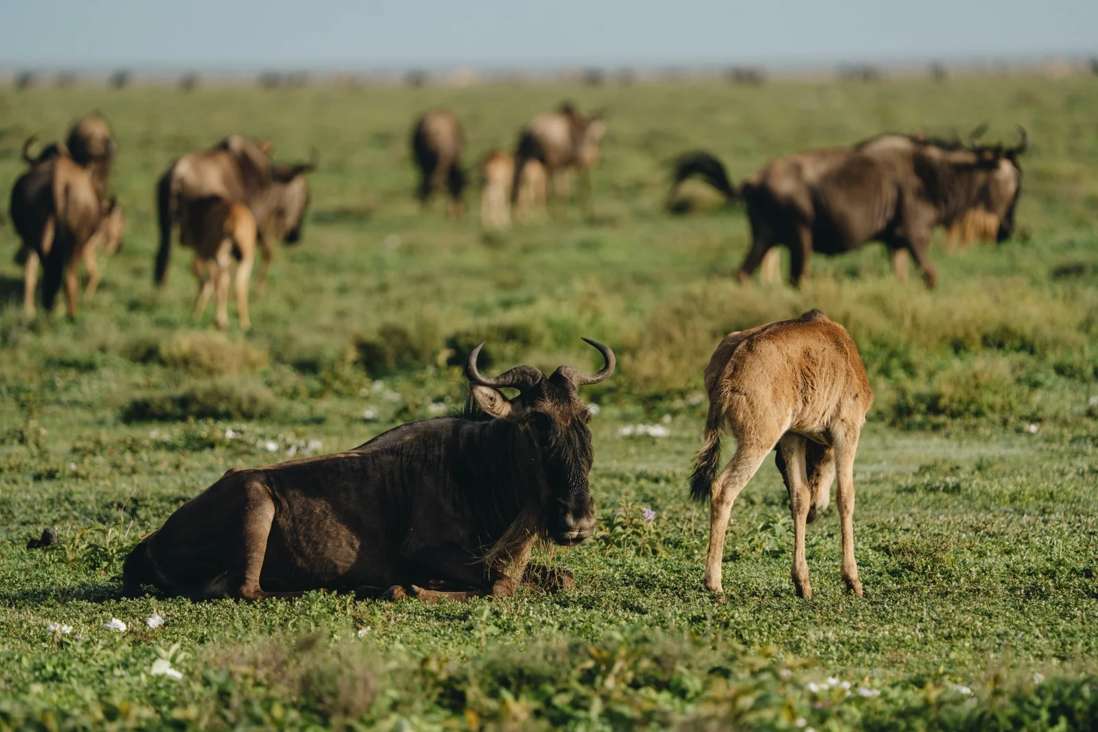 Safari in Serengeti