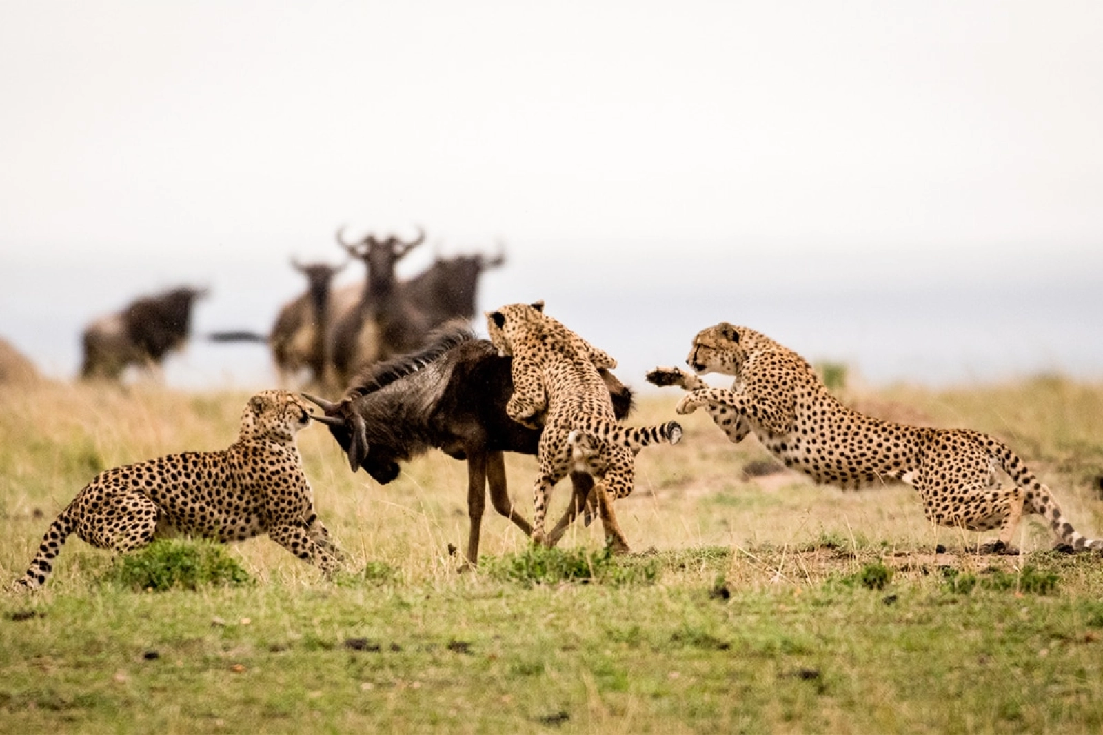 Safari in Serengeti