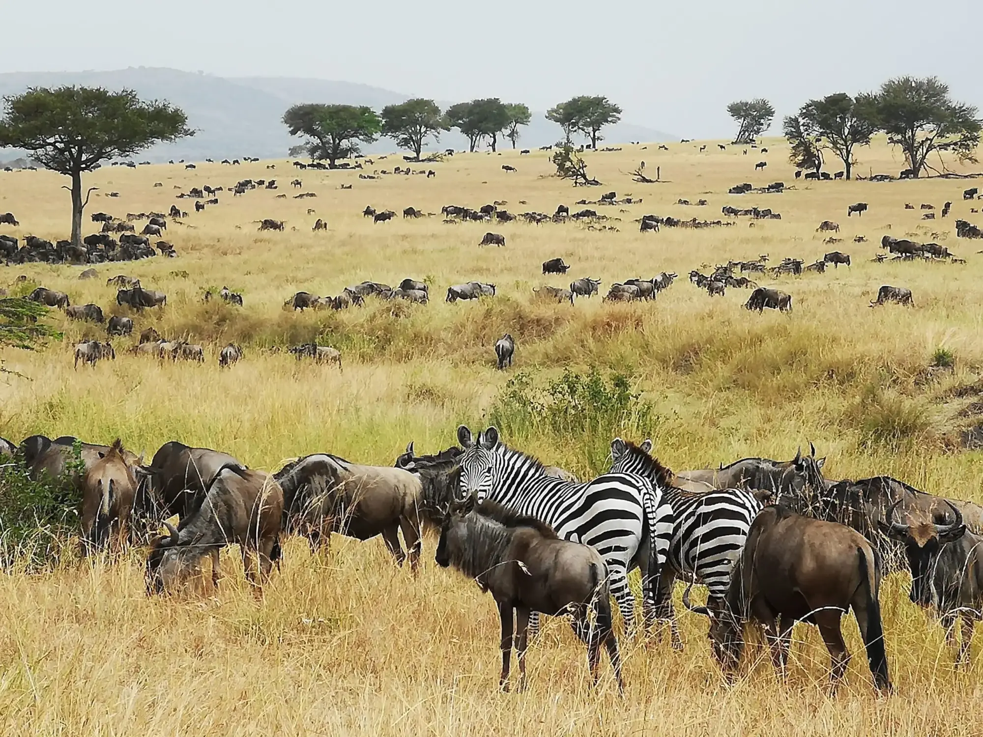 Safari in Serengeti