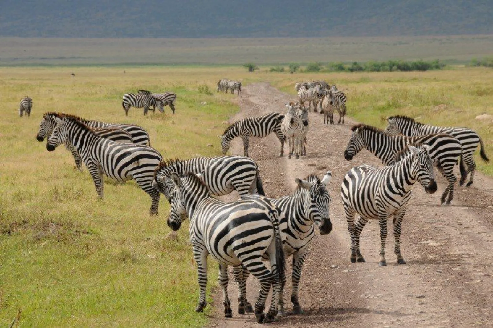 Safari in Serengeti
