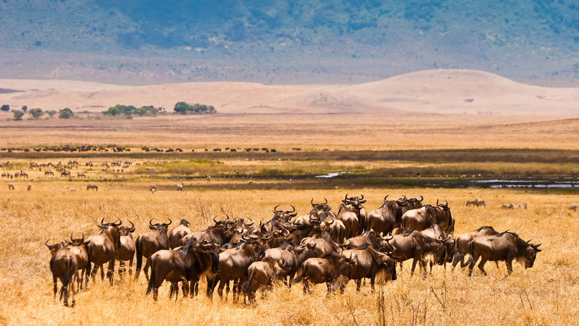 Safari in Serengeti