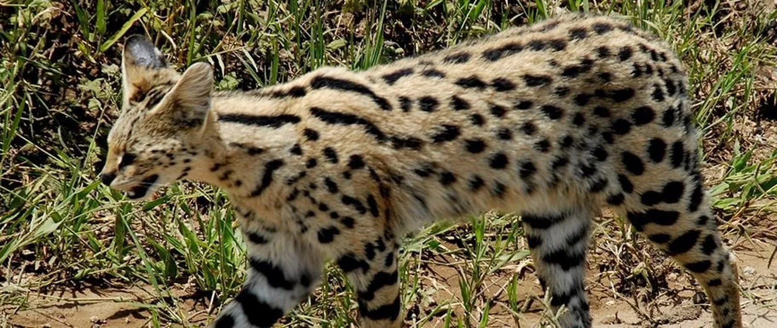 Safari in Serengeti