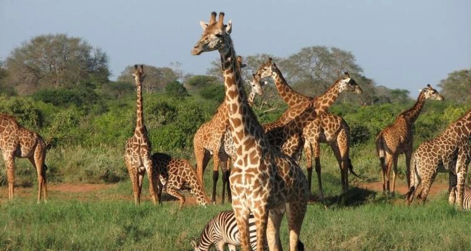 Safari in Serengeti