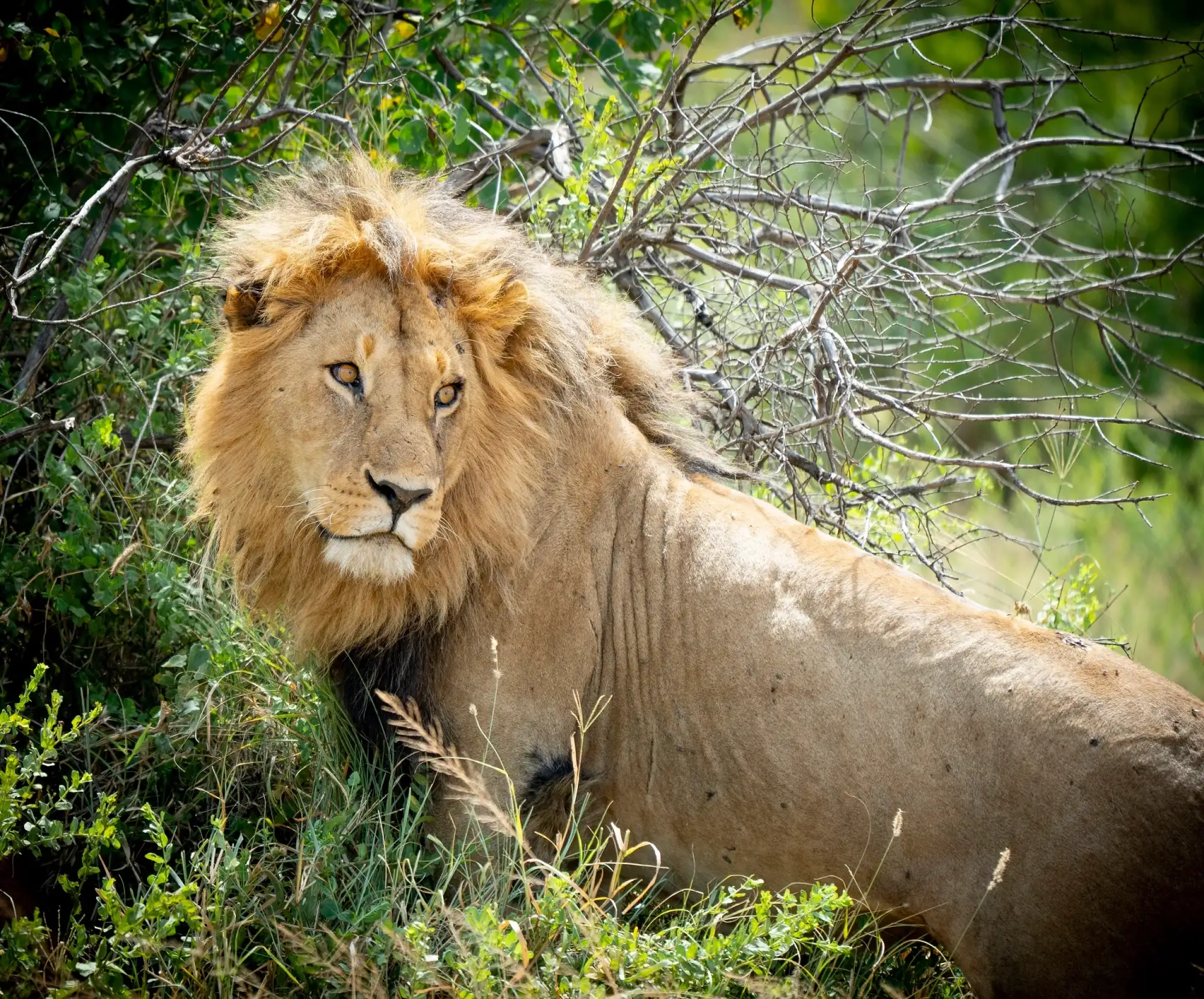 Safari in Serengeti