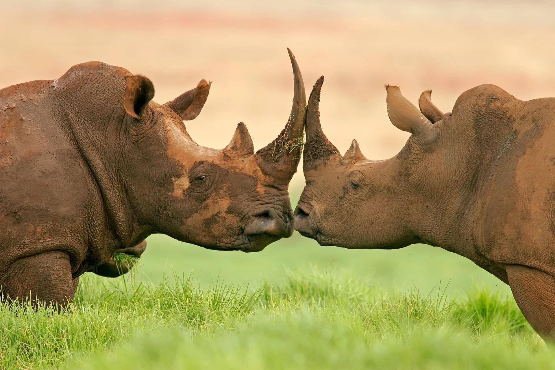 Safari in Serengeti