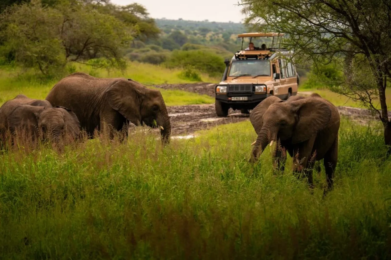 Safari in Serengeti