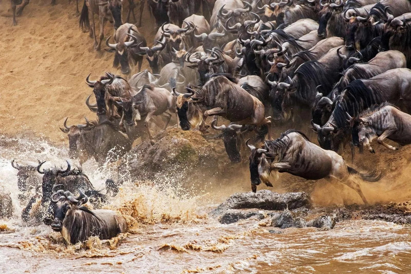 Safari in Serengeti