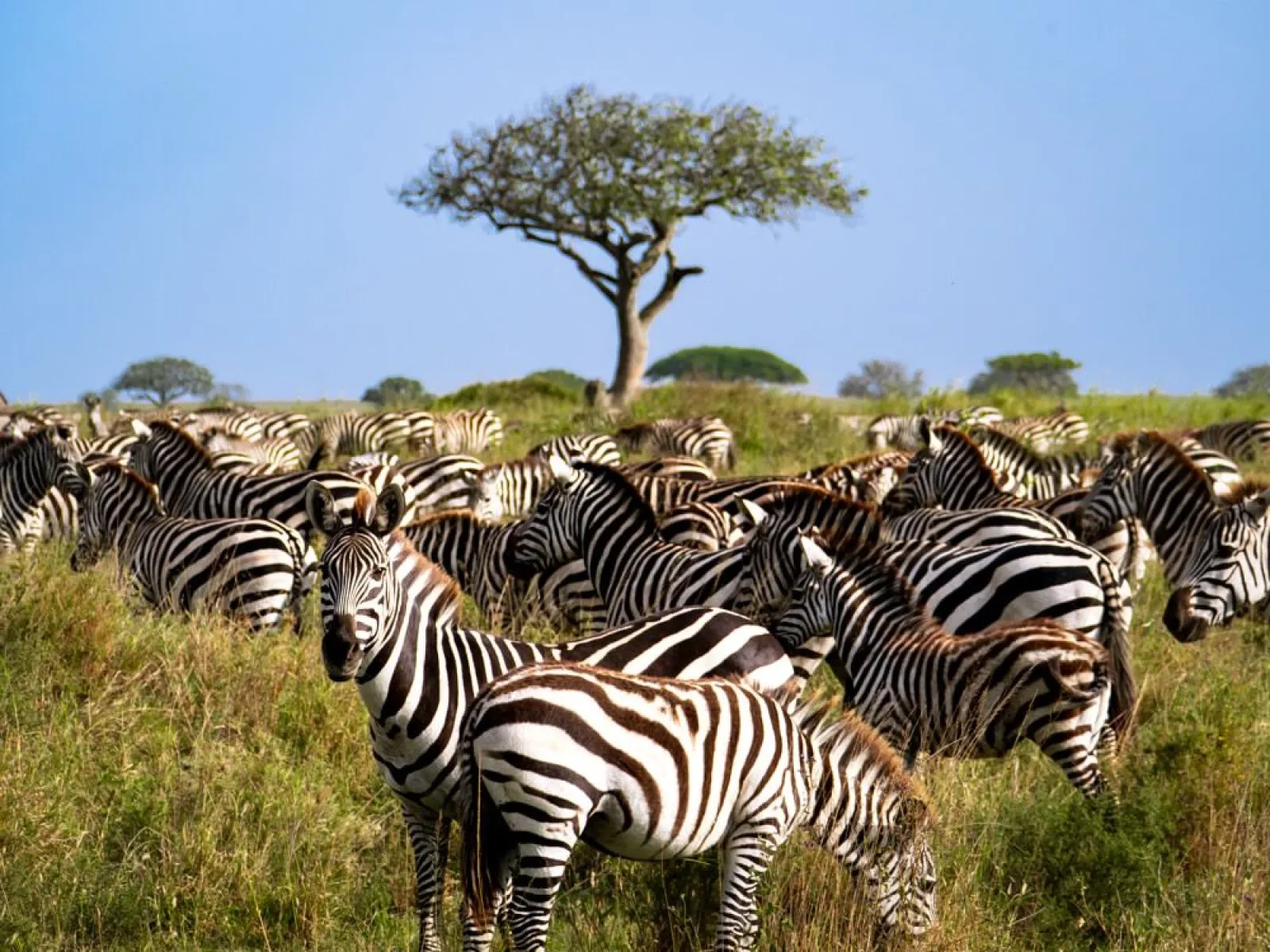 Safari in Serengeti