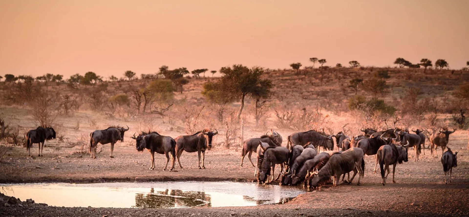 Safari in Serengeti