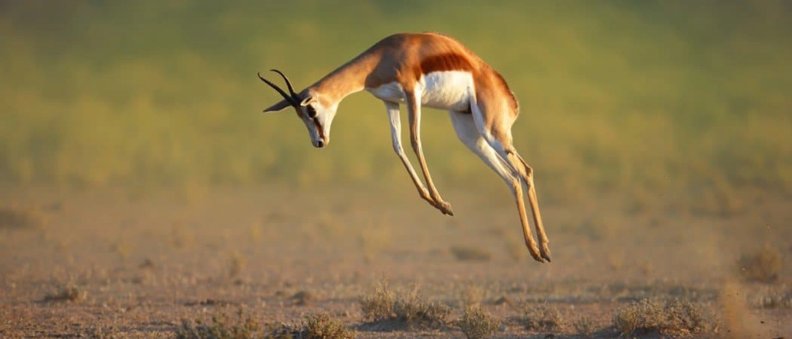 Safari in South Africa