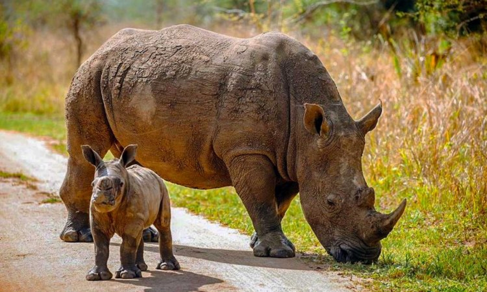 Safari in Uganda