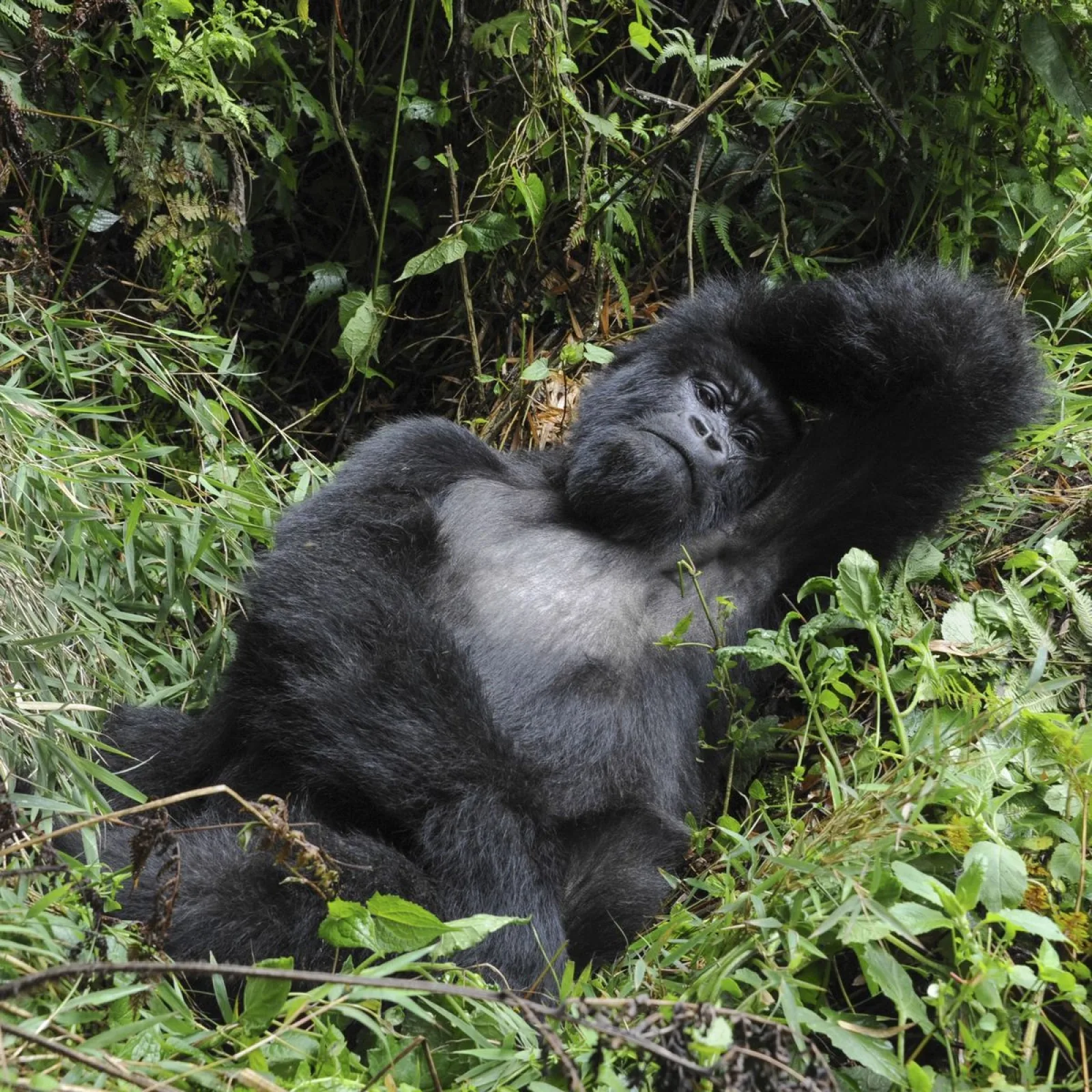 Safari in Uganda