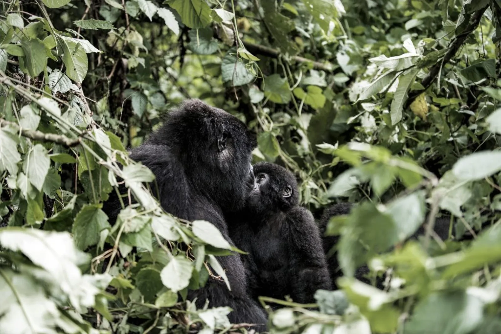 Safari in Uganda