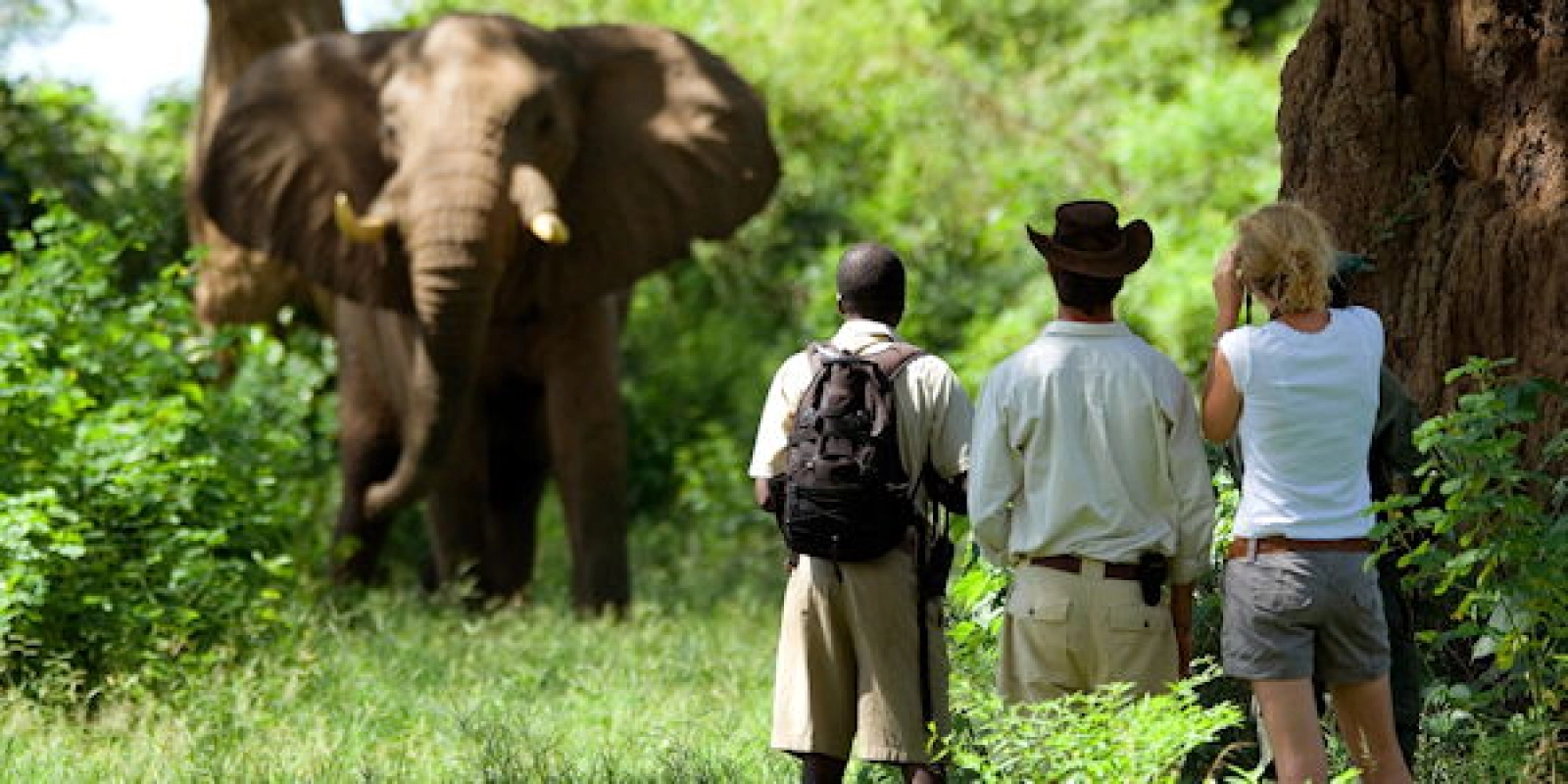 Safari in Uganda