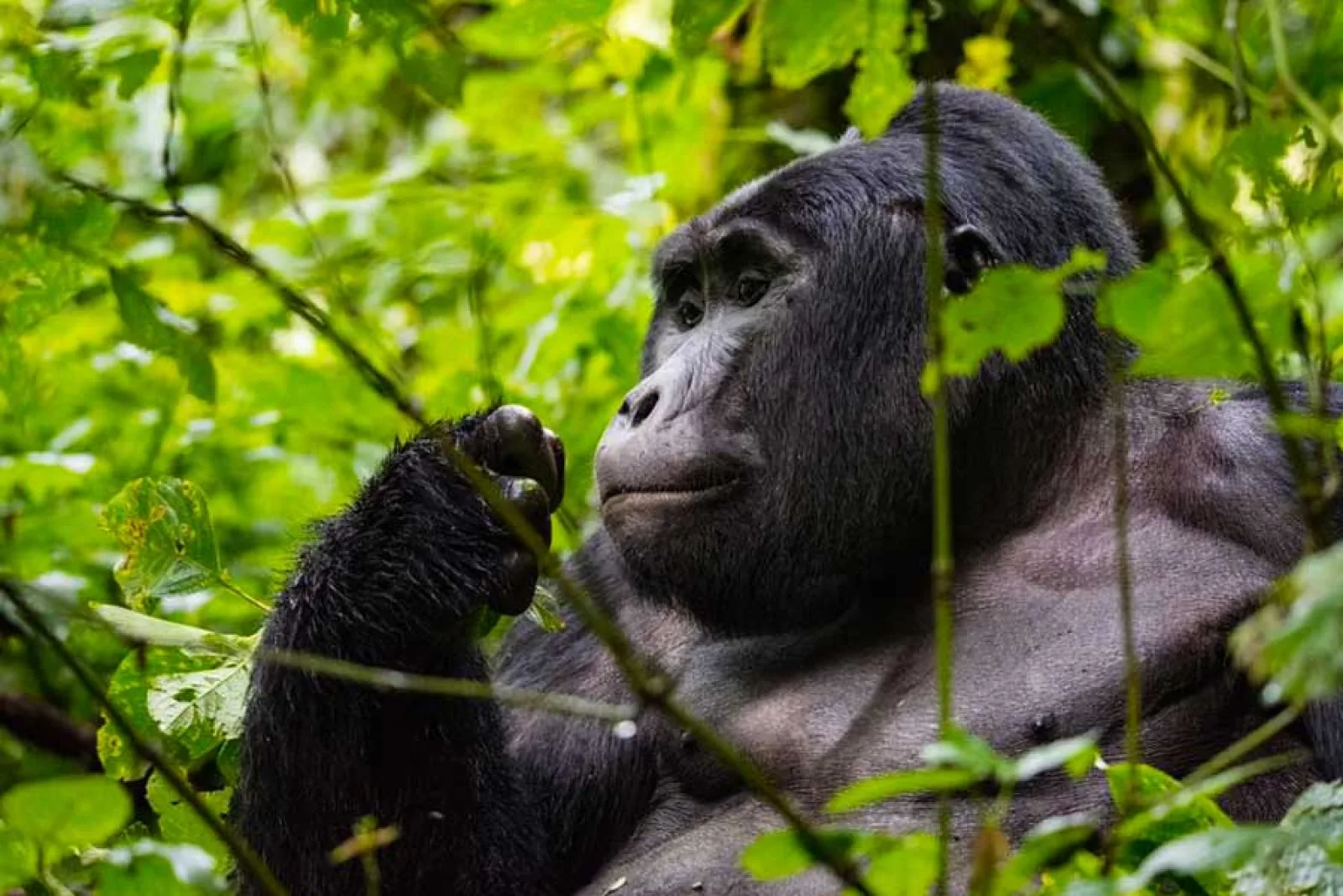 Safari in Uganda