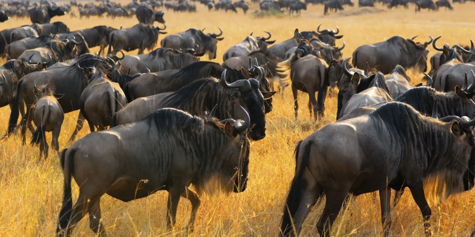 Safari in Uganda