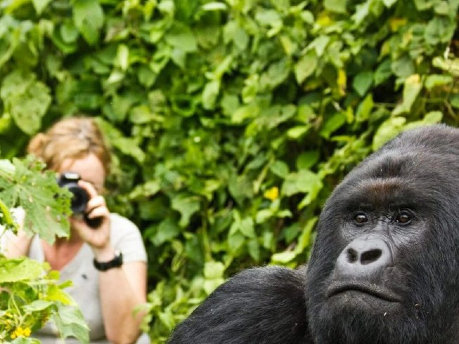 Safari in Uganda
