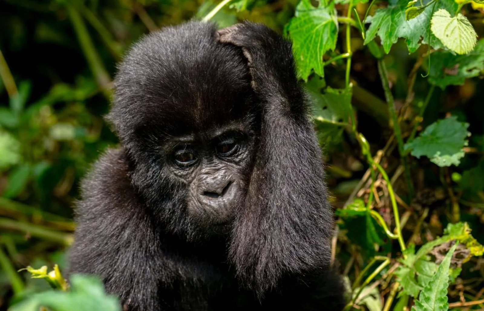 Safari in Uganda