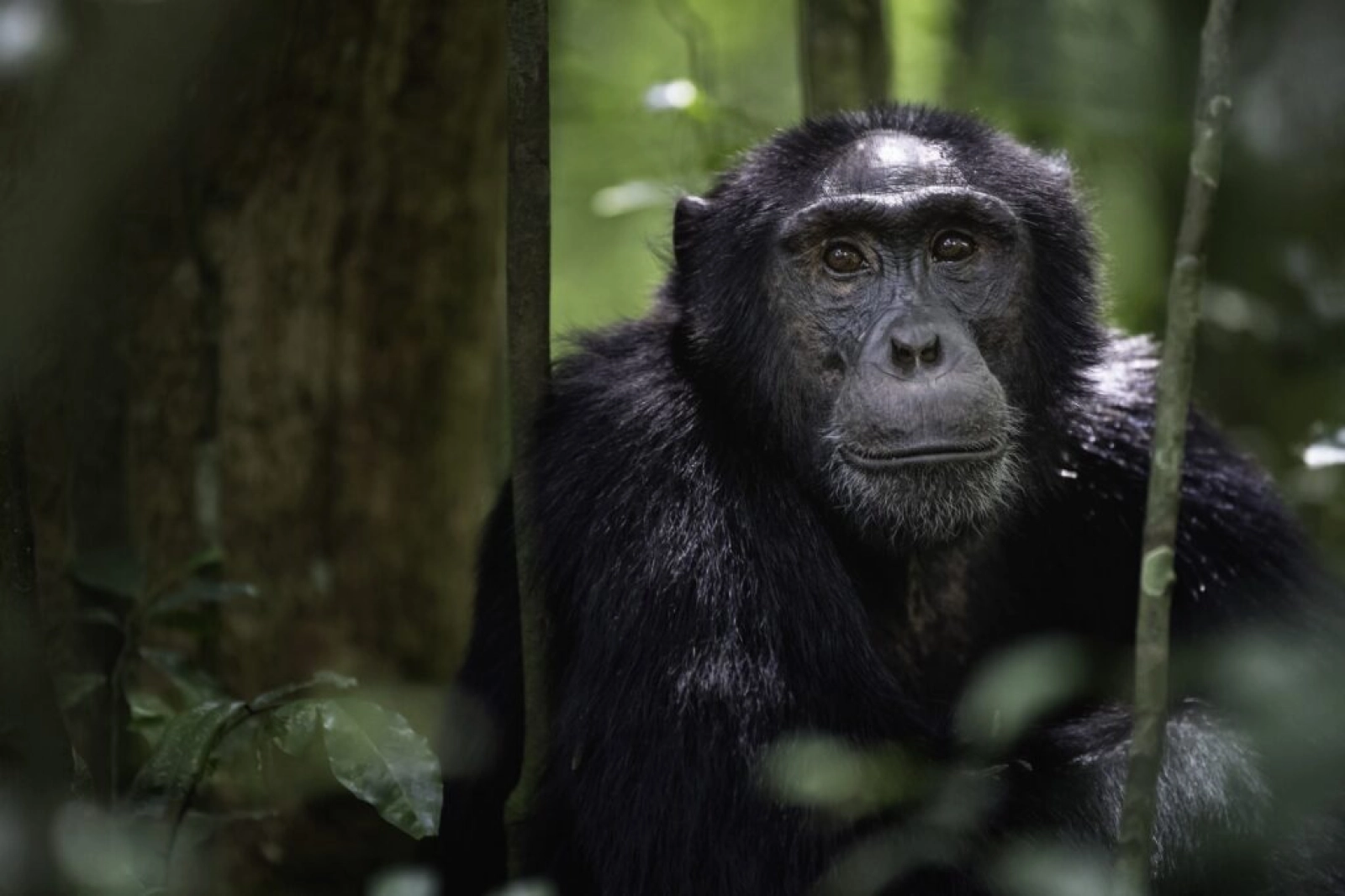 Safari in Uganda