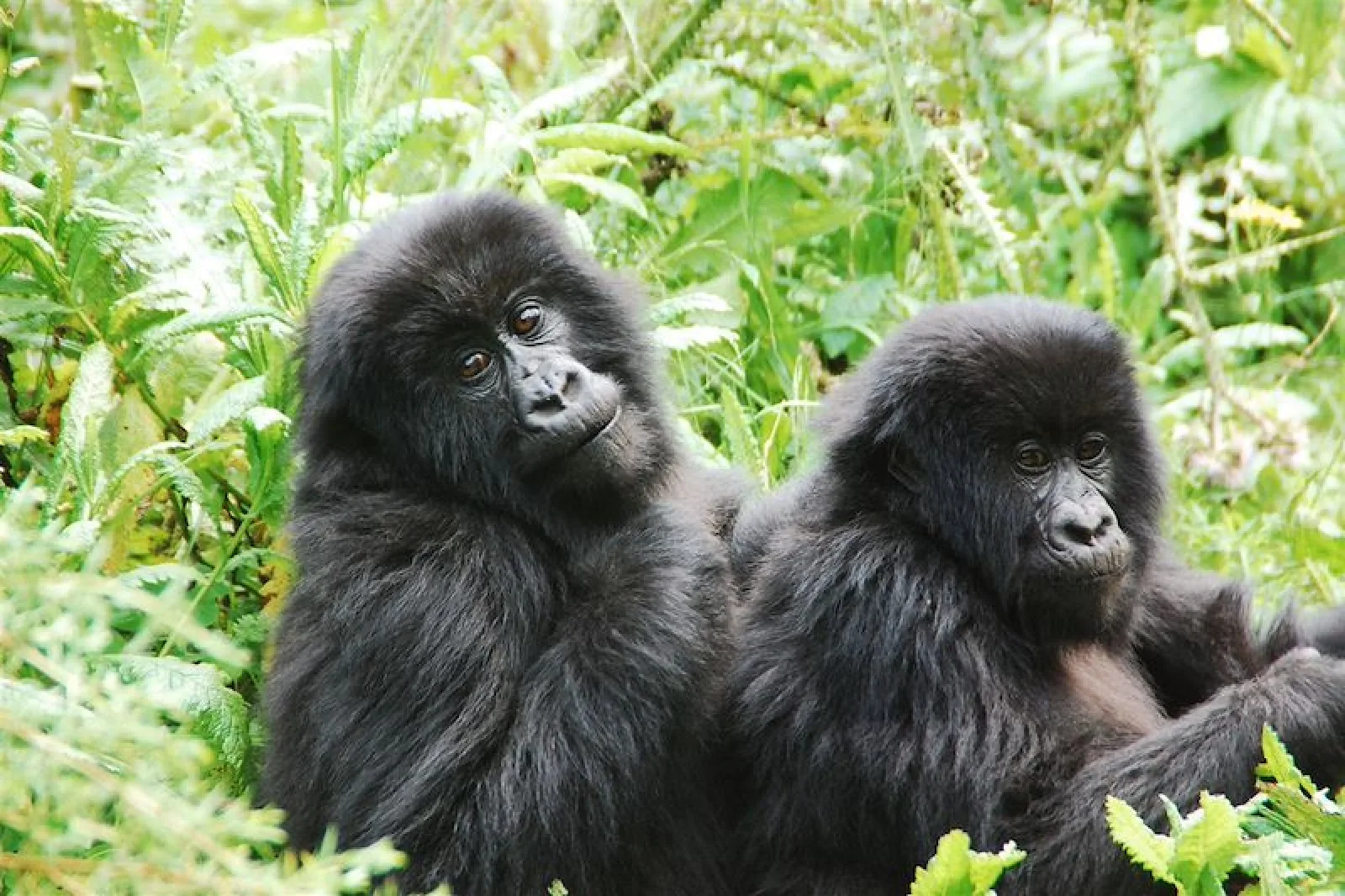 Safari in Uganda