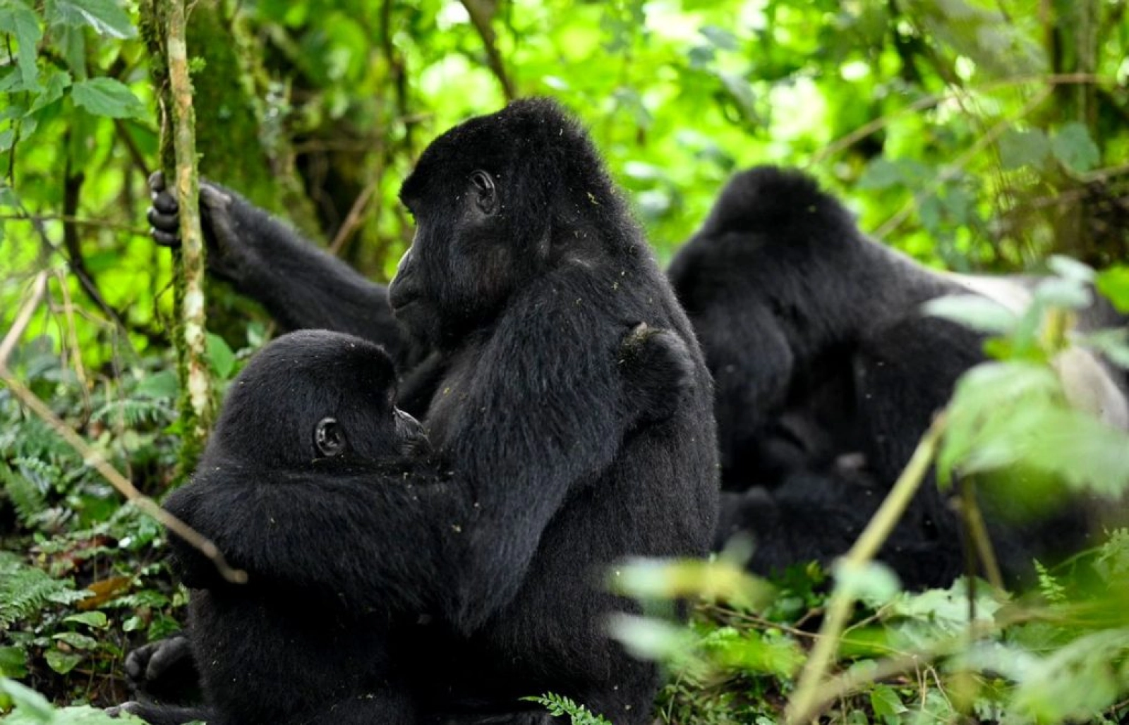 Safari in Uganda