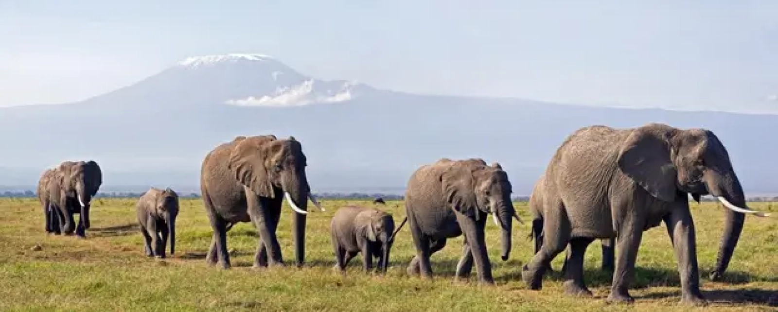 Safari in Uganda