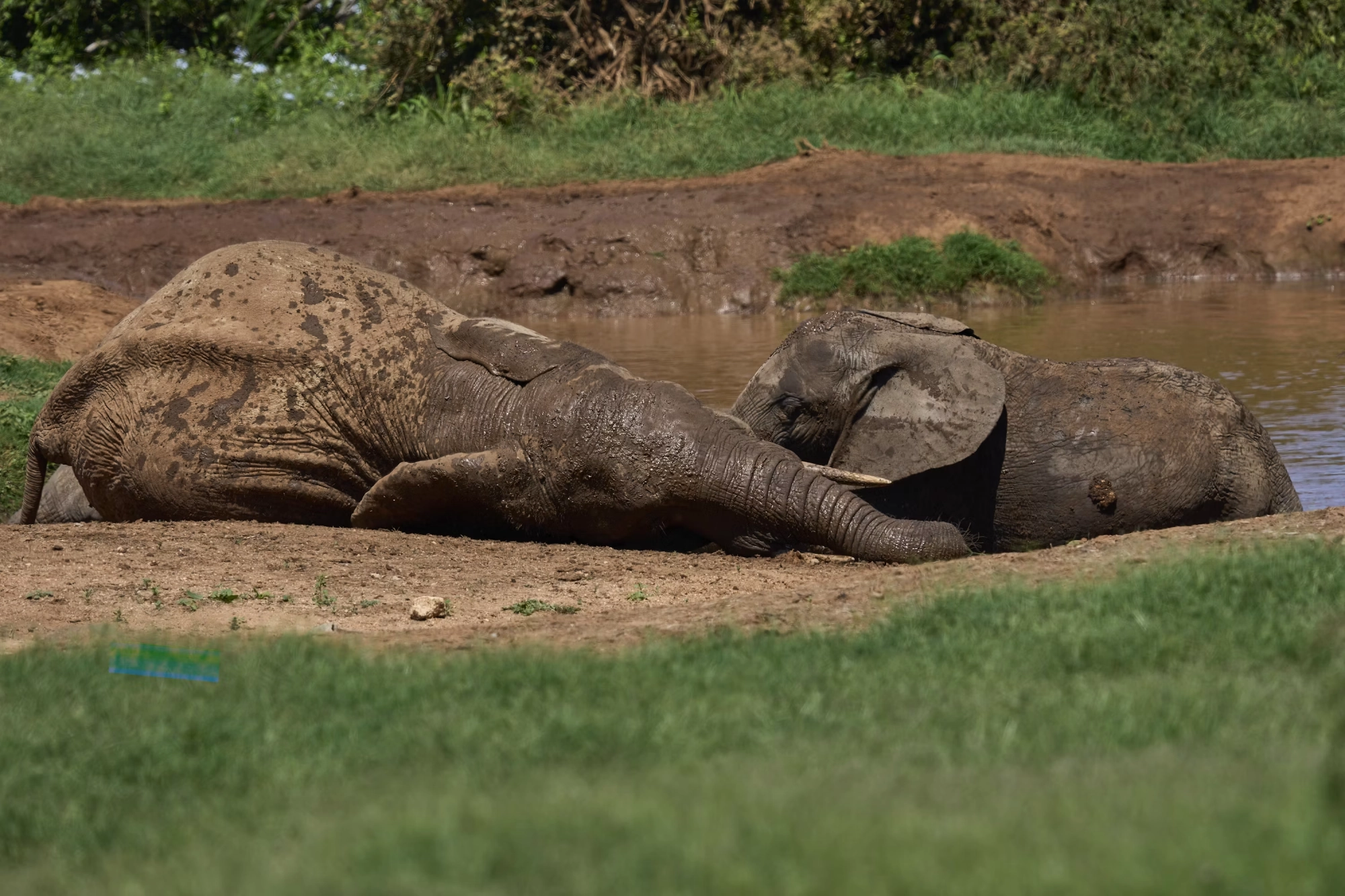 Safari in Uganda