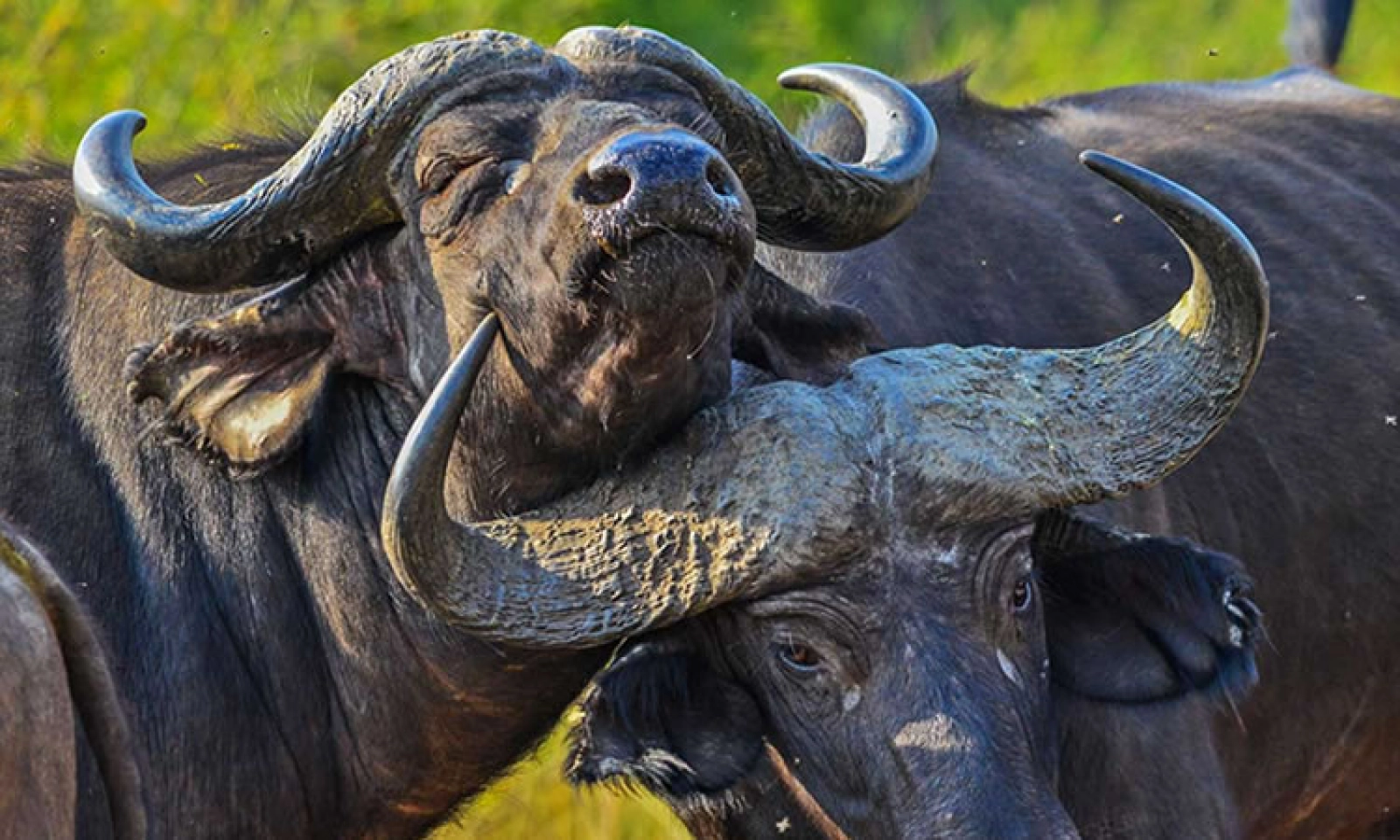 Safari in Uganda