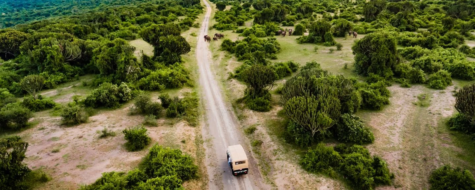 Safari in Uganda
