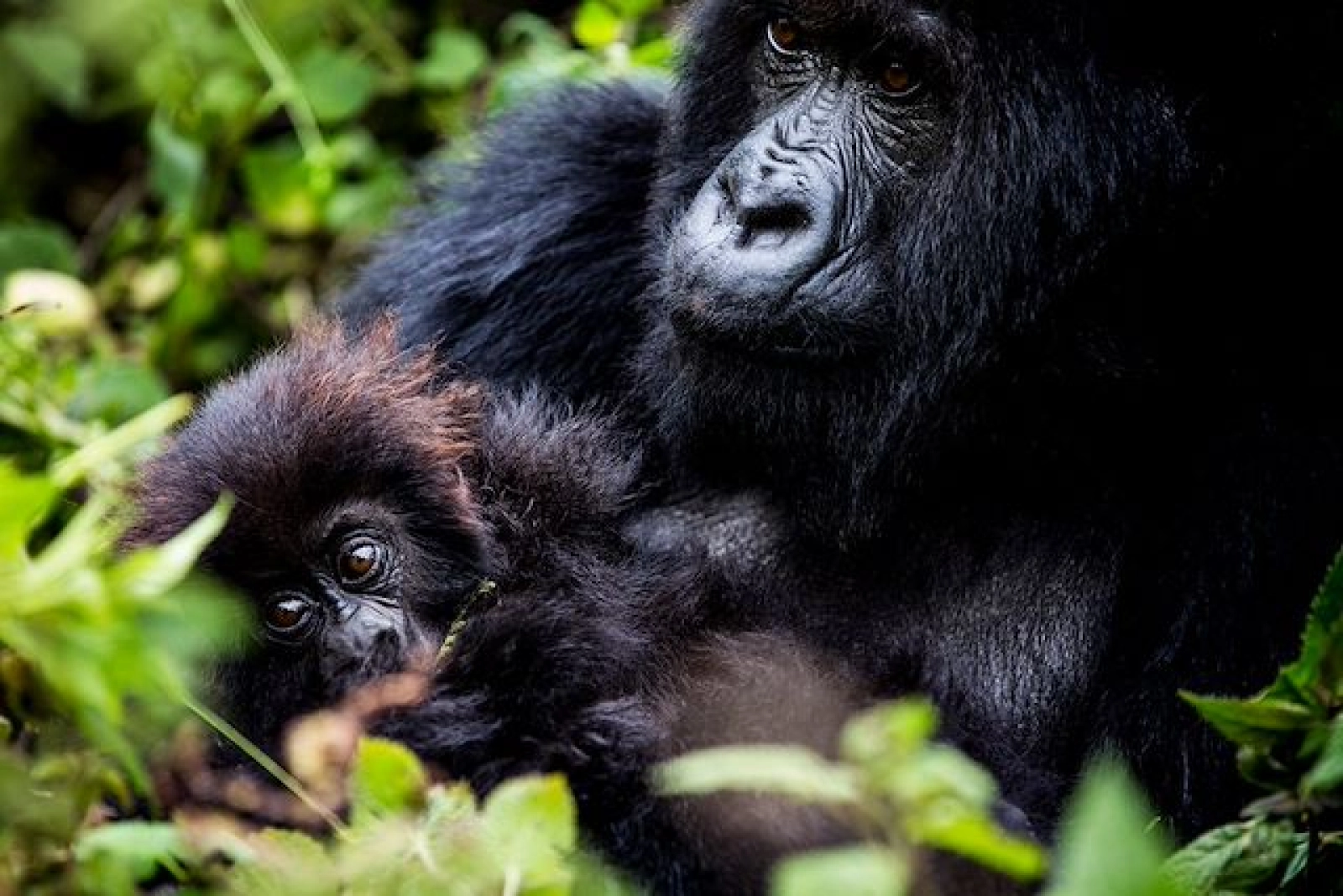Safari in Uganda