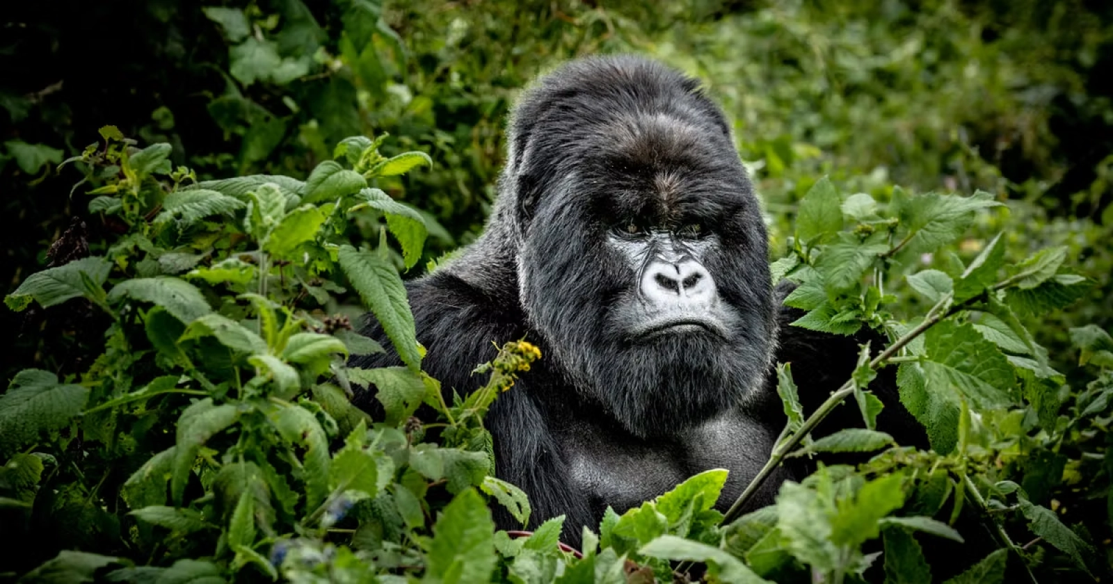 Safari in Uganda