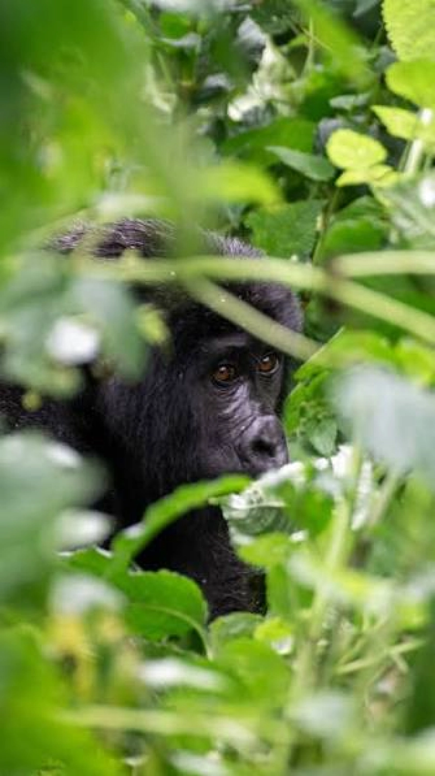 Safari in Uganda
