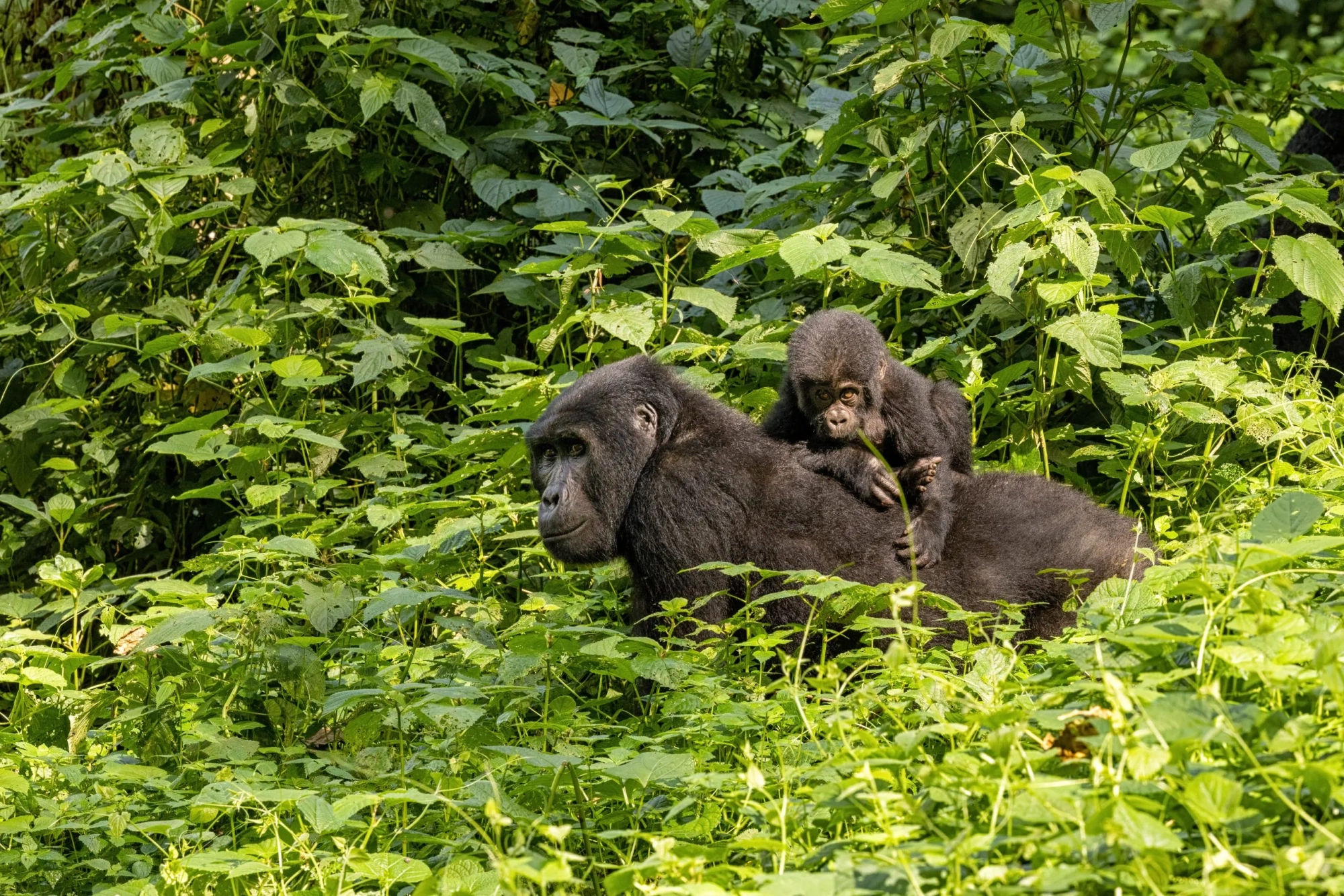 Safari in Uganda