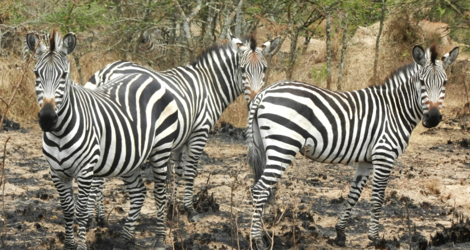 Safari in Uganda
