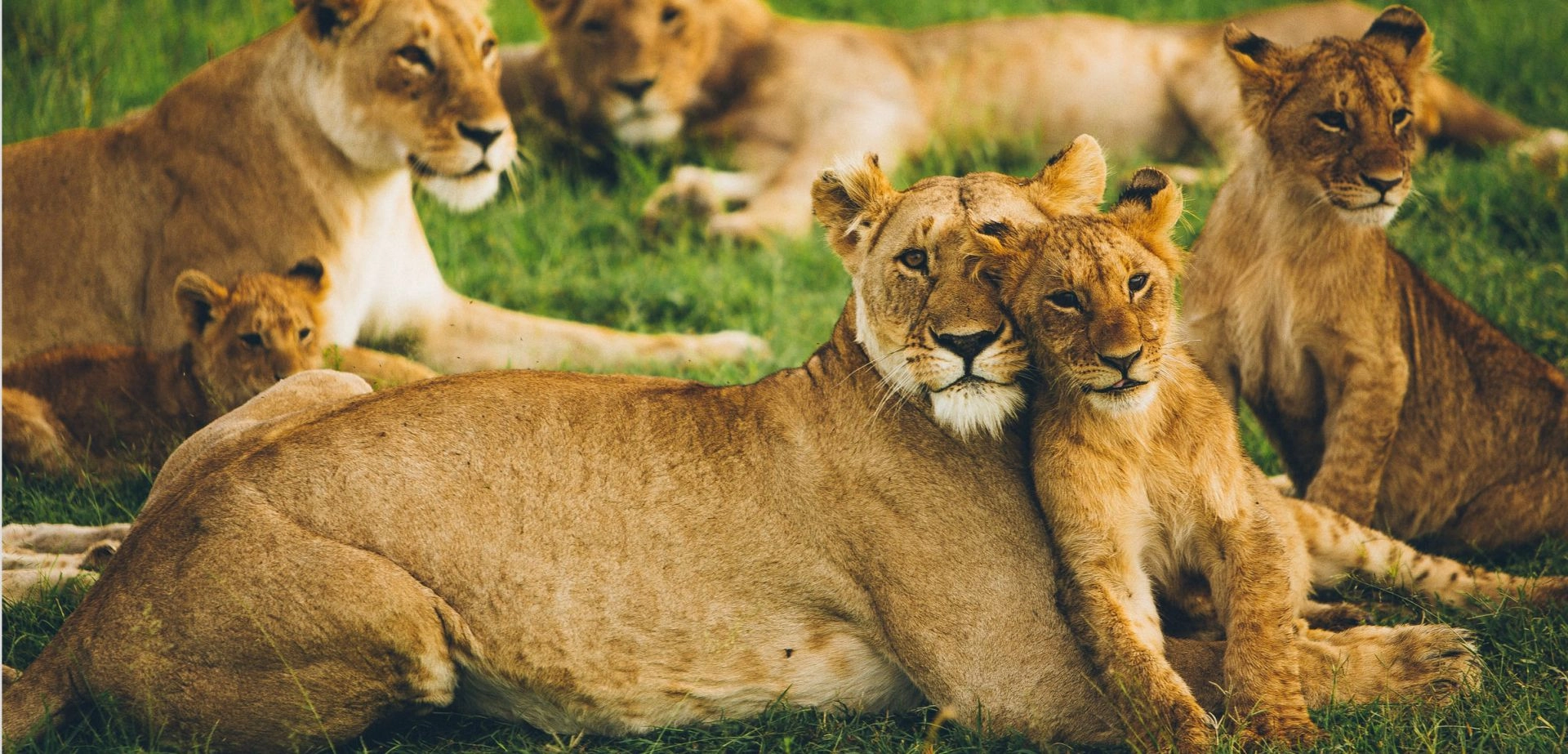Safari in Uganda